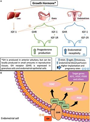 Growth Hormone and Endometrial Receptivity